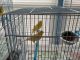 Canary Birds for sale in Portage Park, Chicago, IL, USA. price: $75