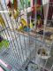 Canary Birds for sale in Reisterstown, MD, USA. price: $5,000