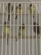 Canary Birds for sale in Staten Island, NY, USA. price: $50