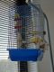 Canary Birds for sale in Denver, CO, USA. price: $160