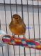 Canary Birds for sale in Memphis, TN, USA. price: $100