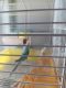 Canary Birds for sale in Wadley, GA, USA. price: $60