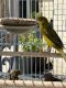 Canary Birds for sale in San Antonio, TX, USA. price: NA