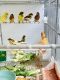 Canary Birds for sale in Elk Grove, CA 95758, USA. price: NA