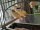Canary Birds for sale in Woodhaven, MI 48183, USA. price: NA
