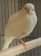 Canary Birds for sale in Gatlinburg, TN 37738, USA. price: NA