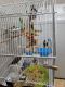 Canary Birds for sale in Red Wing, MN, USA. price: NA