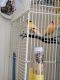 Canary Birds for sale in Newaygo, MI 49337, USA. price: NA
