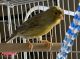 Canary Birds for sale in El Mirage, AZ 85335, USA. price: $100