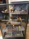 Canary Birds for sale in Zion, IL 60099, USA. price: $75