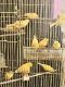 Canary Birds for sale in 5150 Boggy Creek Rd, St Cloud, FL 34771, USA. price: NA