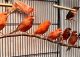 Canary Birds for sale in Mishawaka, IN 46544, USA. price: $85