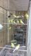 Canary Birds for sale in Louisville, KY, USA. price: NA