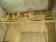 Canary Birds for sale in Cleveland, OH, USA. price: NA