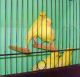 Canary Birds for sale in Boston, MA, USA. price: NA