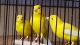 Canary Birds for sale in Sacramento, CA, USA. price: NA