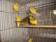 Canary Birds for sale in Wilmington, NC, USA. price: NA