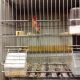 Canary Birds for sale in Chicago, IL, USA. price: NA