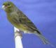 Canary Birds for sale in Magnolia, TX 77355, USA. price: NA