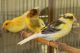 Canary Birds for sale in Magnolia, TX 77355, USA. price: NA