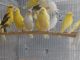Canary Birds for sale in Seattle, WA, USA. price: NA