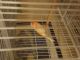 Canary Birds for sale in Fort Worth, TX 76123, USA. price: $65