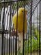 Canary Birds for sale in Northwest Houston, Houston, TX, USA. price: $150