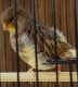 Canary Birds for sale in Northwest Houston, Houston, TX, USA. price: $55