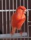 Canary Birds for sale in Brandon, FL, USA. price: NA