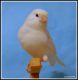 Canary Birds for sale in Summerfield, FL 34491, USA. price: NA