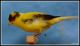 Canary Birds for sale in Summerfield, FL 34491, USA. price: NA