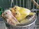 Canary Birds for sale in Sunnyvale, CA 94086, USA. price: NA