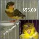 Canary Birds for sale in Pembroke Pines, FL, USA. price: NA