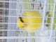 Canary Birds for sale in Riverside, CA, USA. price: NA