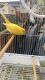 Canary Birds for sale in Philadelphia, PA, USA. price: $450