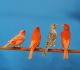 Canary Birds for sale in Eagle Pass, TX 78852, USA. price: NA
