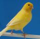 Canary Birds for sale in Eagle Pass, TX 78852, USA. price: NA