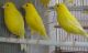 Canary Birds