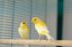 Canary Birds for sale in Grand Rapids, MI, USA. price: NA