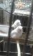 Canary Birds for sale in Chicago, IL 60639, USA. price: NA