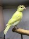 Canary Birds for sale in Aurora, IL, USA. price: NA