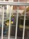 Canary Birds for sale in NJ-10, Parsippany-Troy Hills, NJ, USA. price: $75