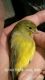 Canary Birds for sale in Independence, KS 67301, USA. price: NA