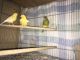 Canary Birds for sale in San Juan Capistrano, CA 92675, USA. price: NA