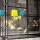 Canary Birds for sale in Hamilton Township, NJ, USA. price: NA