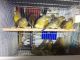Canary Birds for sale in Miami, FL, USA. price: NA