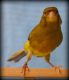 Canary Birds for sale in Summerfield, FL 34491, USA. price: $85