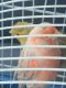 Canary Birds for sale in Jersey City, NJ, USA. price: $45