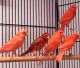 Canary Birds for sale in Mishawaka, IN 46544, USA. price: $65