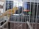 Canary Birds for sale in Independence, KS 67301, USA. price: NA